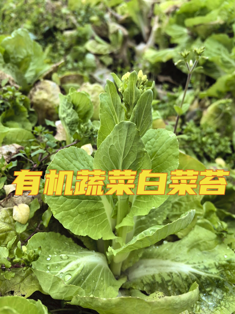 菜苔是什么菜长出来的图片