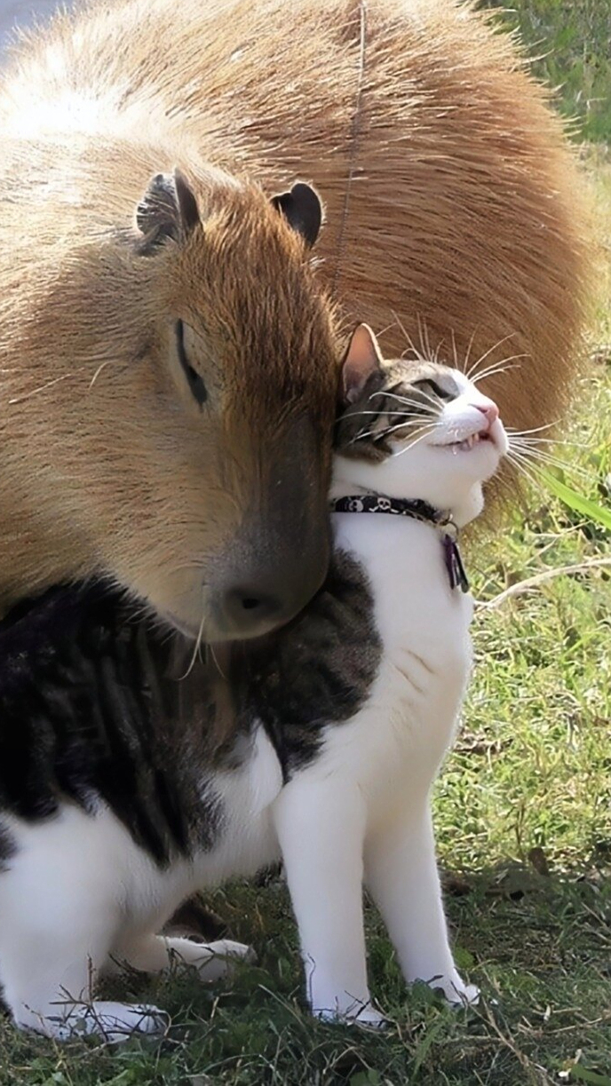 今天我要给你们介绍一个超级有趣的动物水豚!