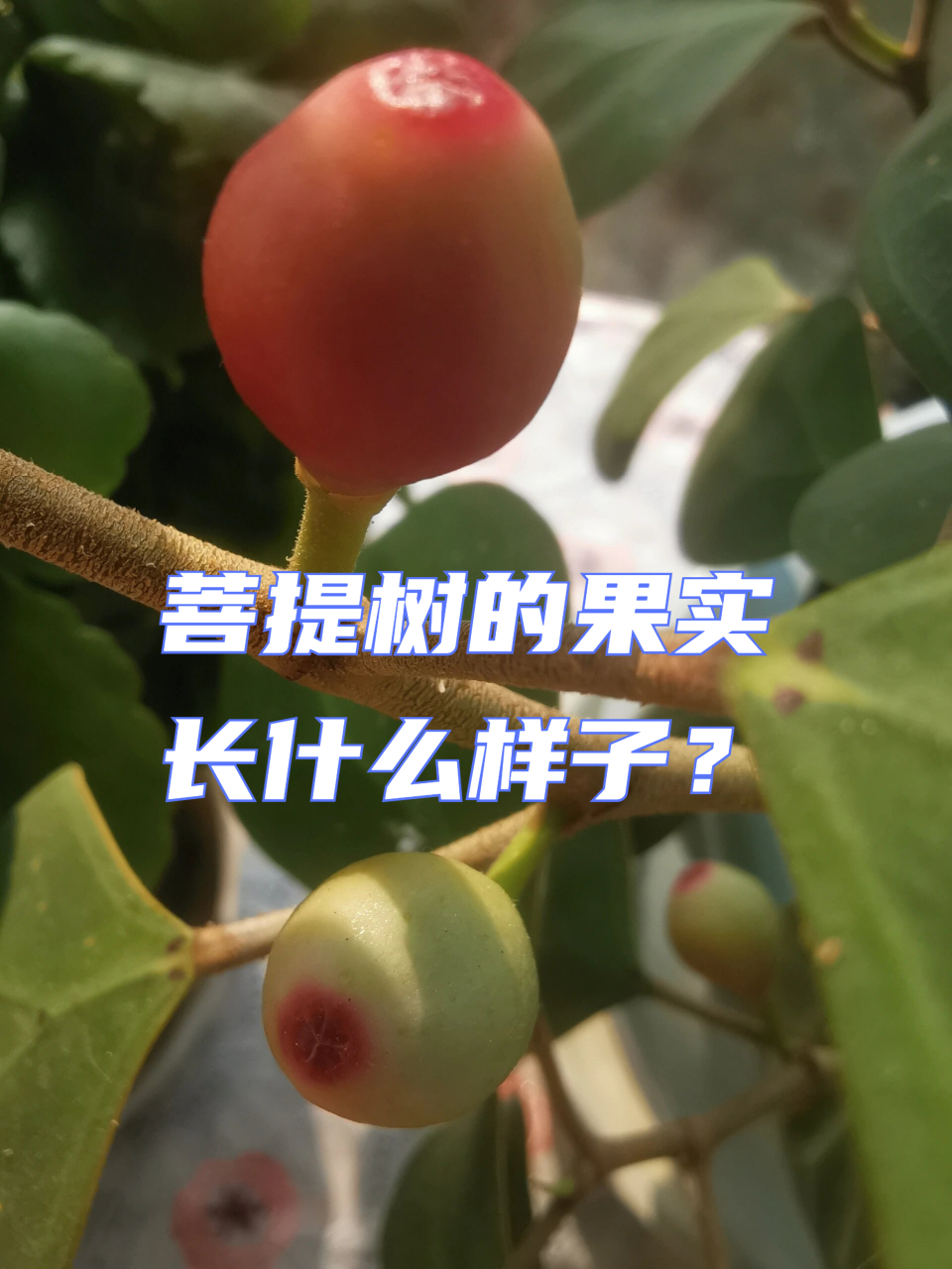 菩提树结的果什么样子图片