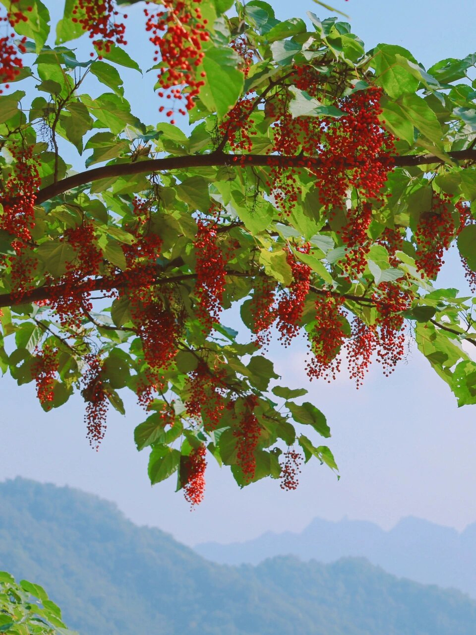 山桐子树图片  深秋的山桐子树可太美了,相信还有很多小伙伴们还不