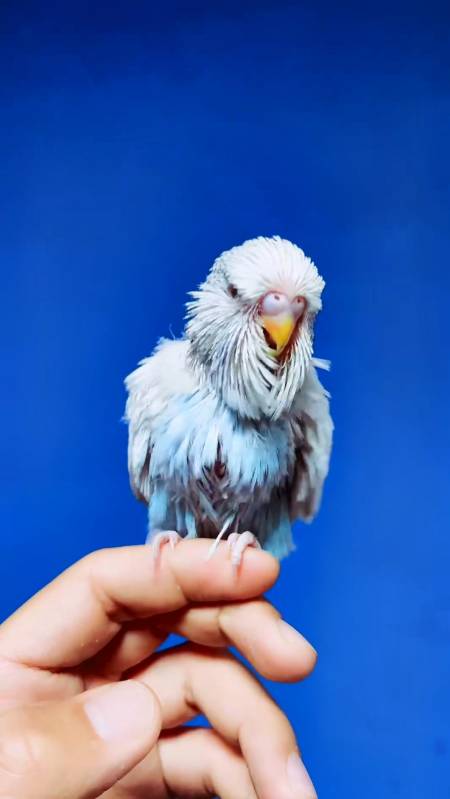 欧血大头虎皮鹦鹉蓝色珍珠系列期待秋天的样子