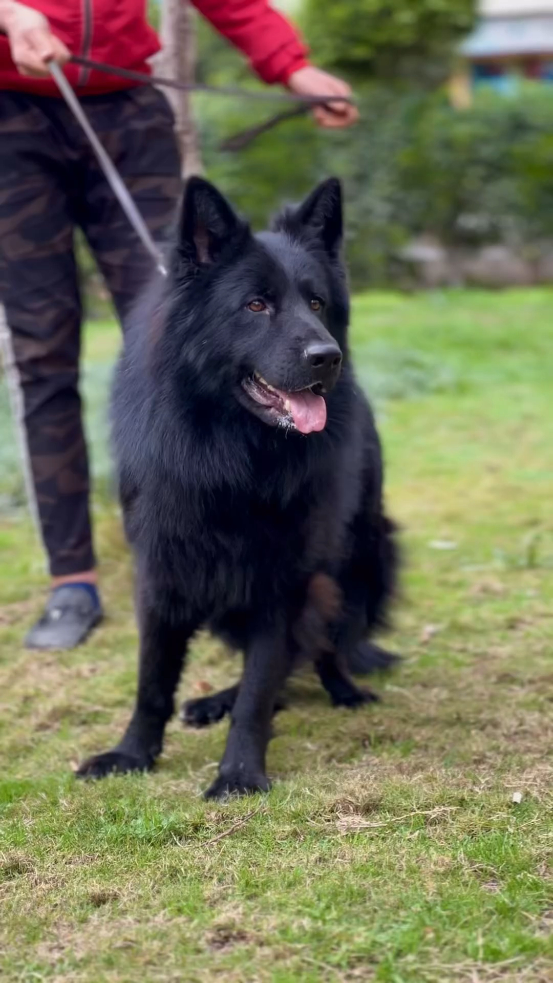 德国牧羊犬纯黑东德牧羊犬8个月转让