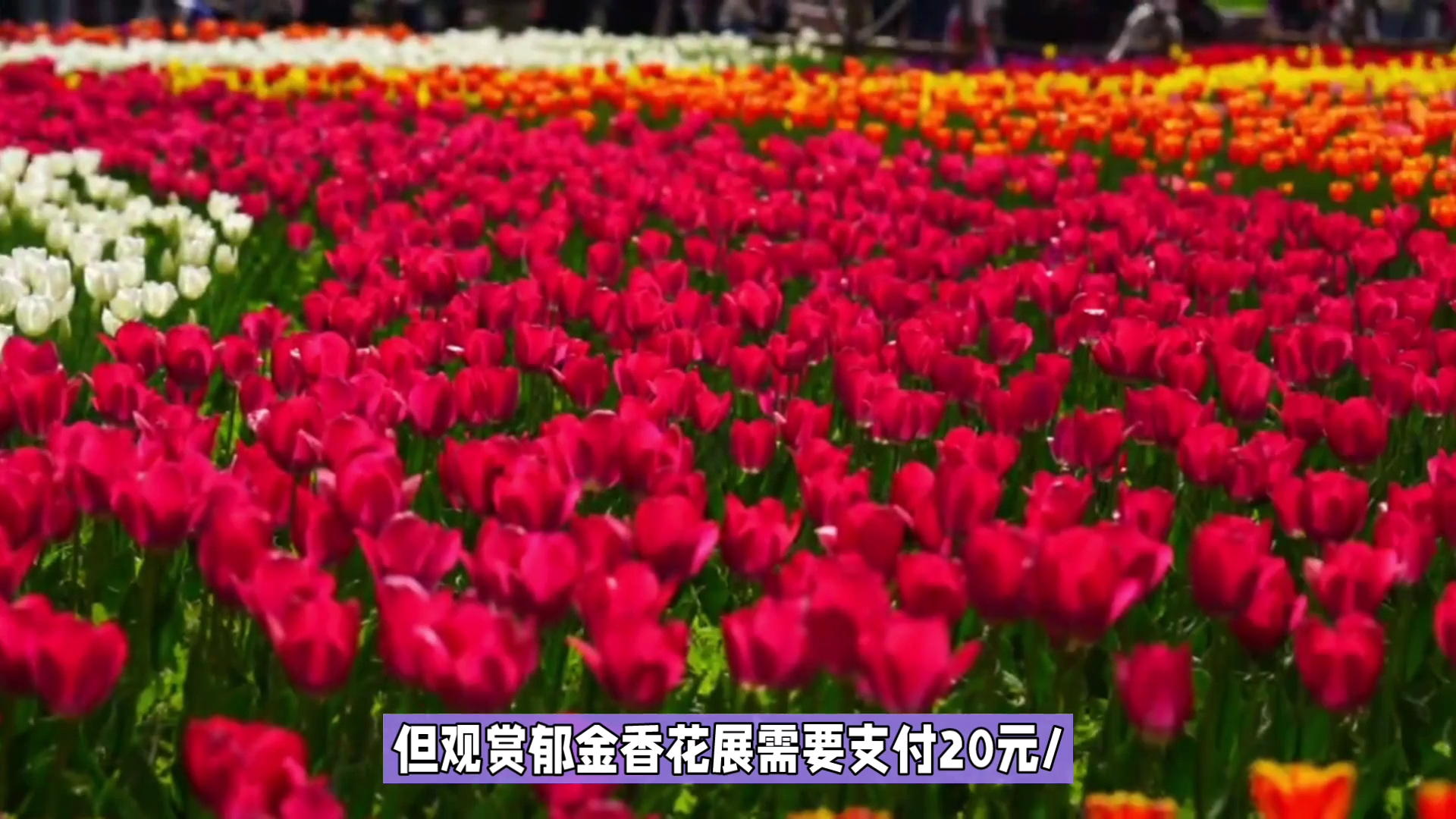 赏花季:昆明捞鱼河郁金香花海