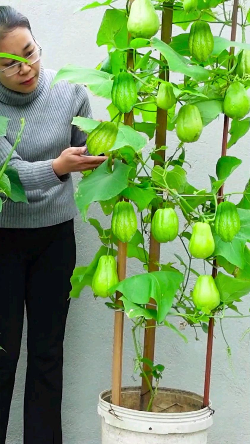 佛手瓜花盆种植方法图片