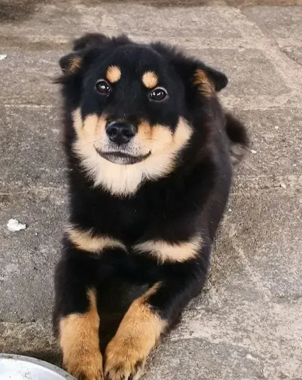 我第一次去媳妇儿家,院子里有一条大黑狗,没来之前,就听媳妇儿说过她