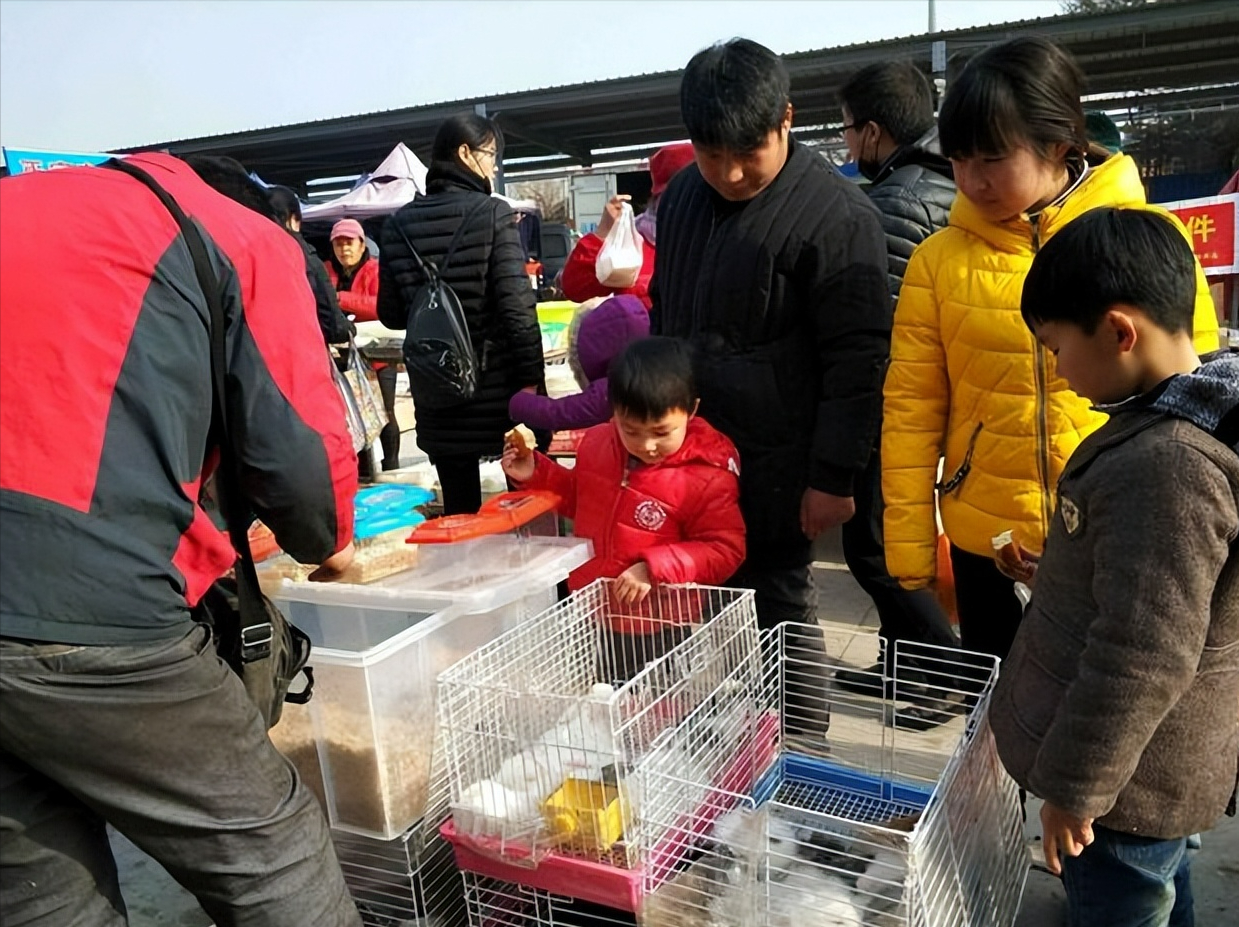 校门口的娃娃鱼幼鱼,原来是蝾螈!小心毒性!