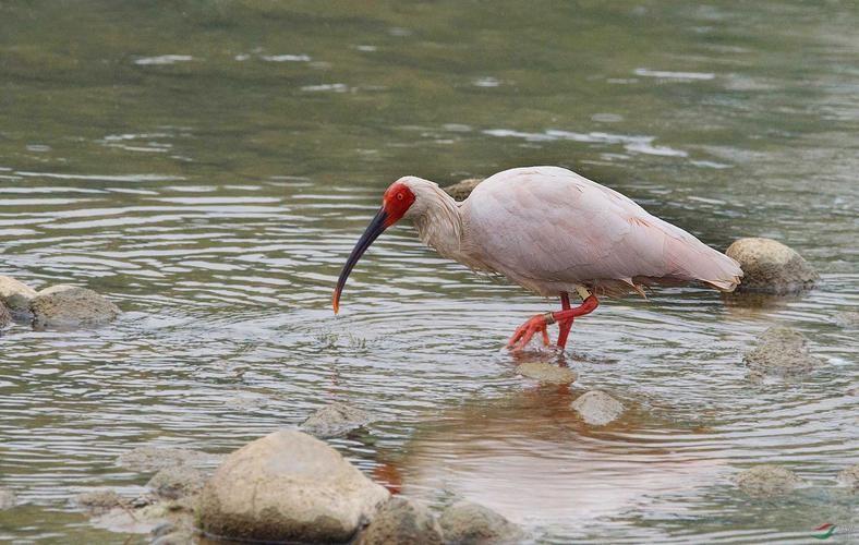 回顾1980年朱鹮仅剩7只如今还有多少