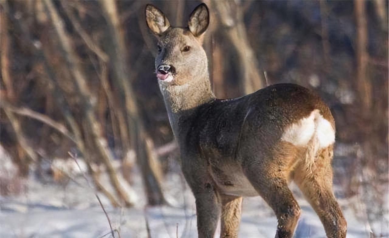 09年吉林男子捡到一只鹿有人出价上万都不肯卖专家太惊奇了