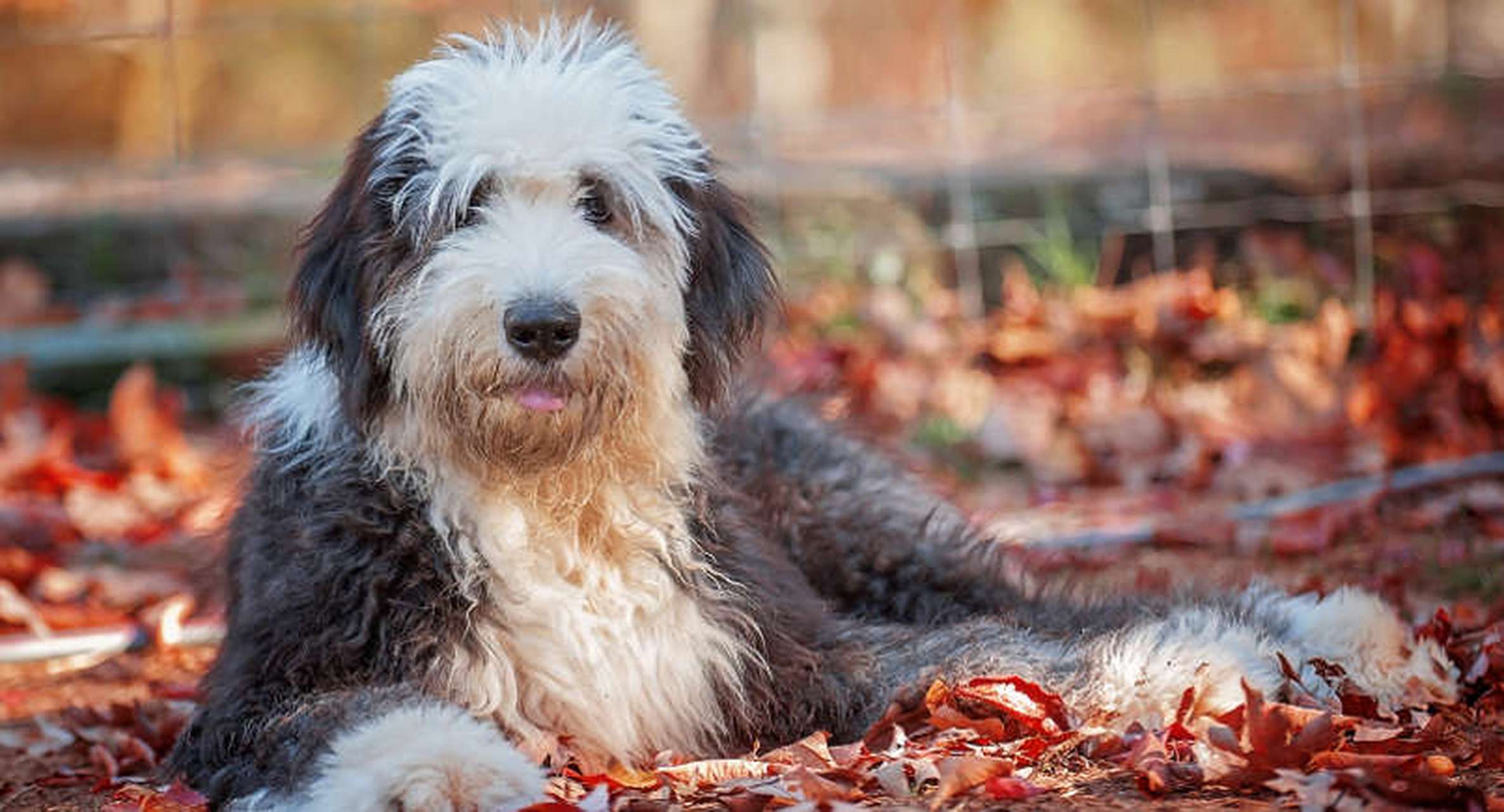 英国古老牧羊犬图片