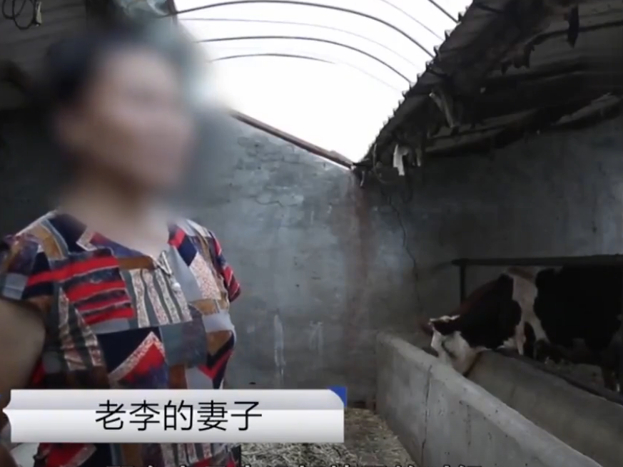 18年内蒙古多头牛离奇生病牛贩子总能准时出现购买事情不简单