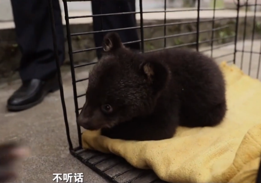 2017年四川夫妇抚养两只被遗弃的小黑熊比小孩还听话不愿离开