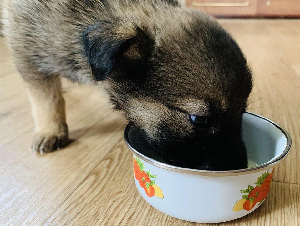 壁纸 动物 狗 狗狗 959_723