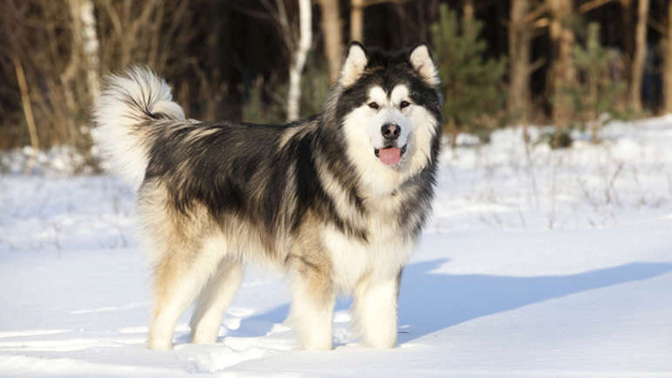 阿拉斯加雪橇犬表情包图片