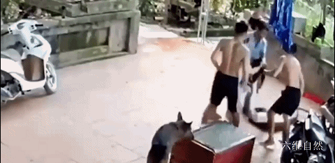 回顾越南男子被巨蟒咬住不松口后来怎么解决的