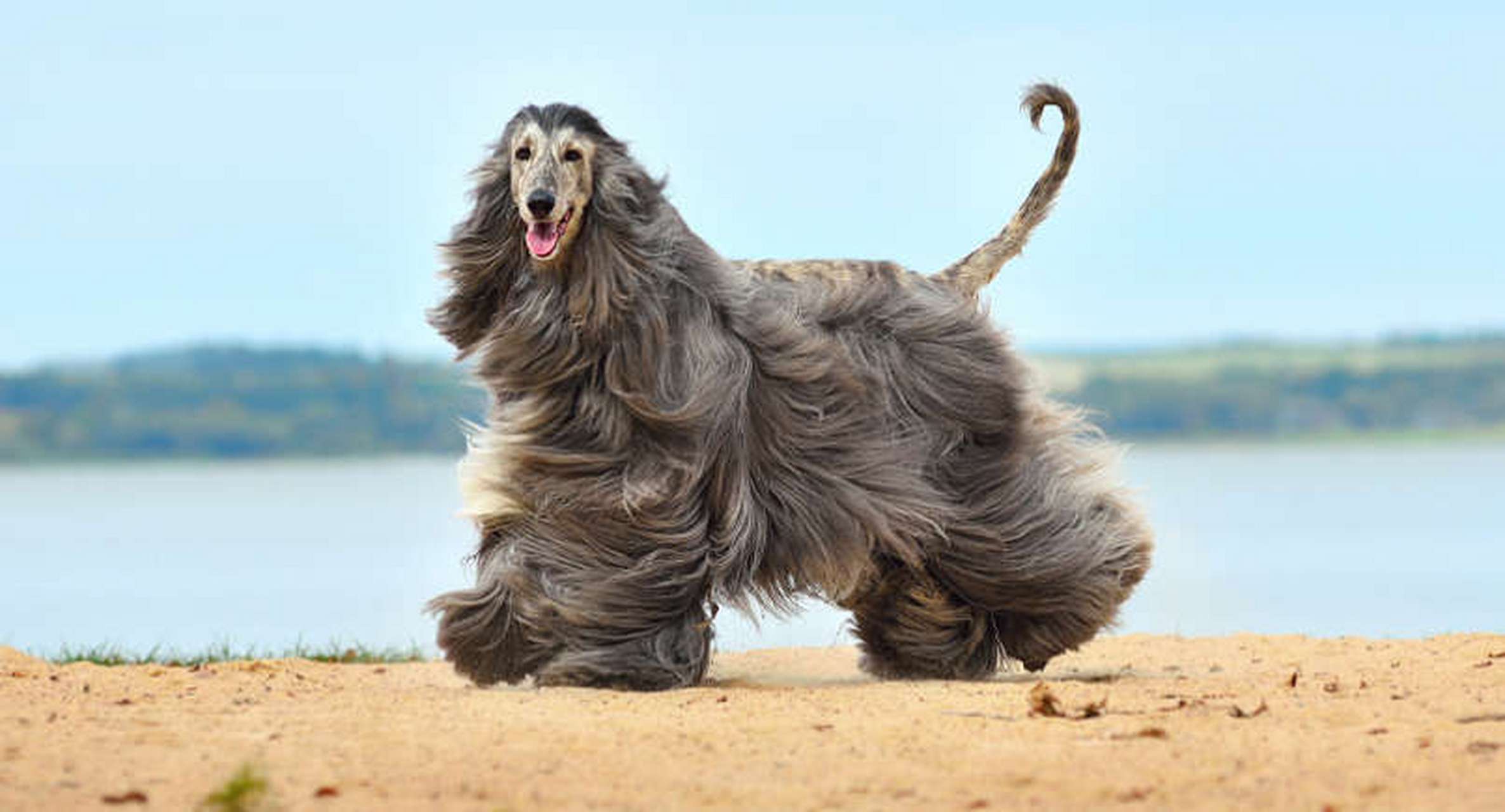 动物小知识:世界上的昂贵犬种 阿富汗猎犬 阿富汗猎犬因其卓越的美貌