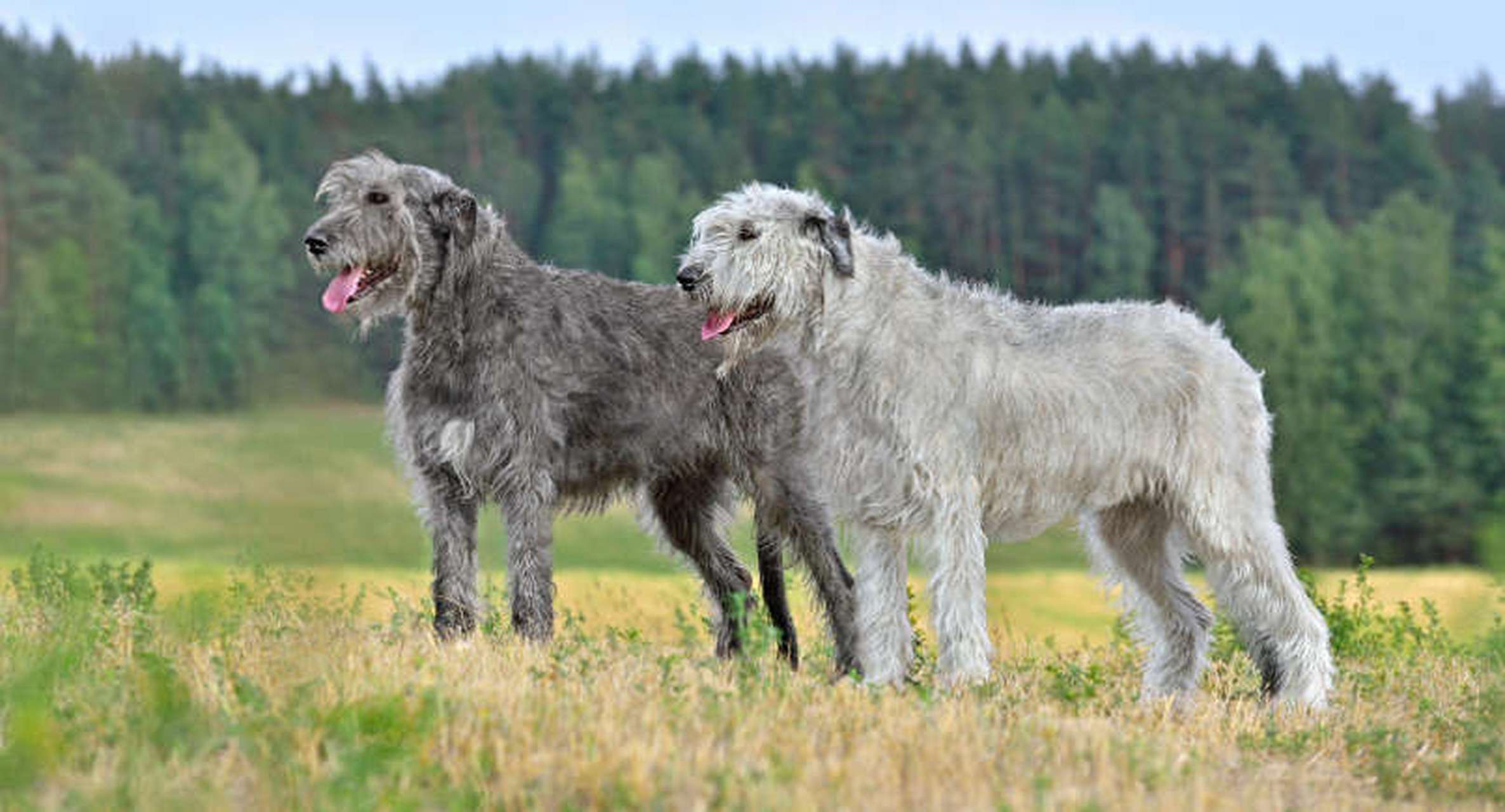 动物小知识:世界上的昂贵犬种 爱尔兰猎狼犬 爱尔兰猎狼犬属于最高大