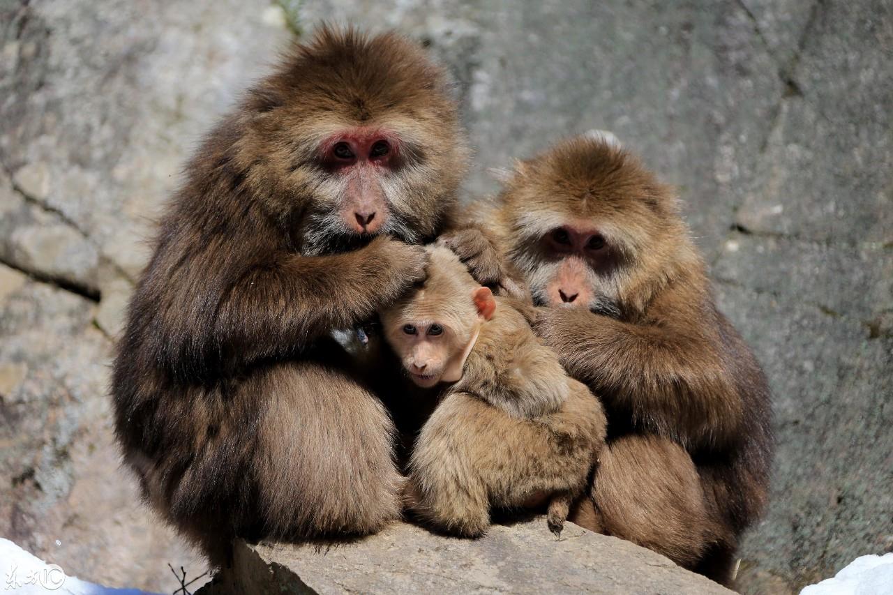 壁纸 动物 灵长目 1280_853