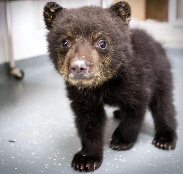 回顾男子买藏獒幼崽养越养越不对究竟发生了什么事情