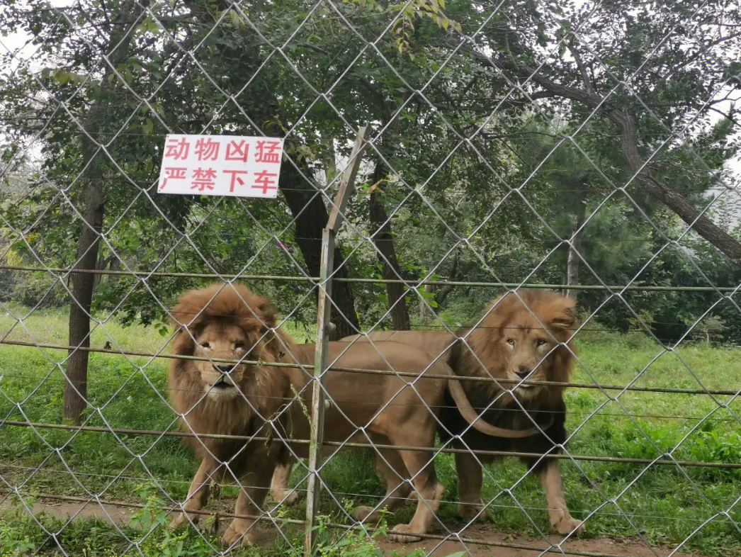近万头野生动物,老虎,豹子,棕熊,熊猫,狼,猴子,长颈鹿等动物应有尽有