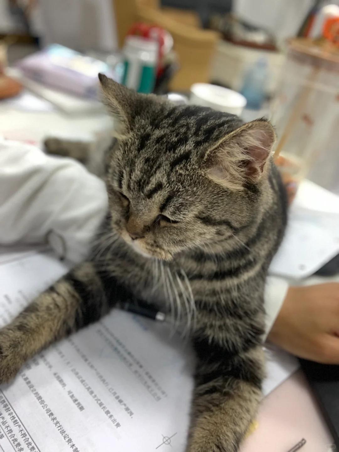 他的两岁猫咪在妊娠66天时阴道口流出淡红色液体却迟迟未能顺利分娩