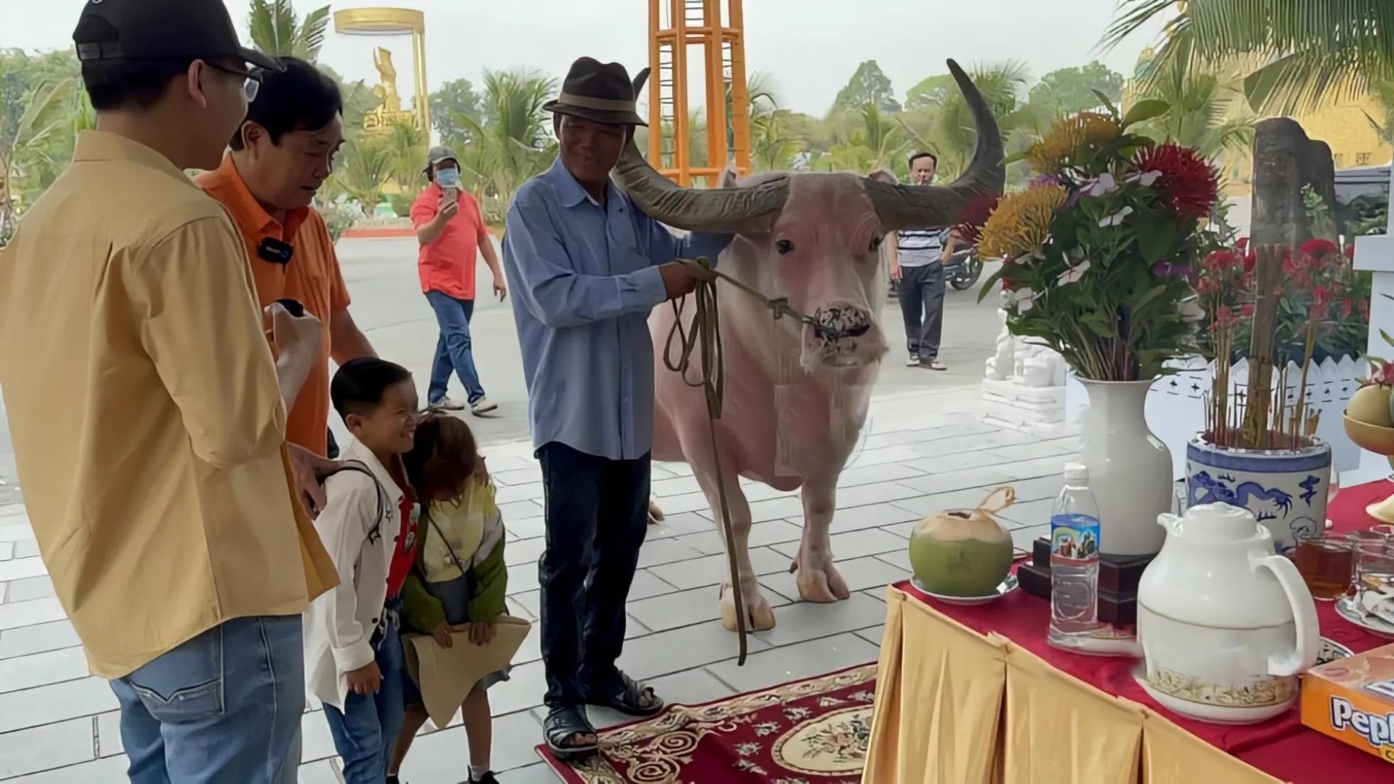 与老友告别后,他牵着粉色小水牛上了一辆货运的小车,正式开始了漫漫