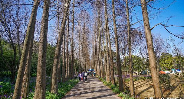 上海吴淞口南侧,未来将诞生上海最大森林公园,上海沿江森林公园
