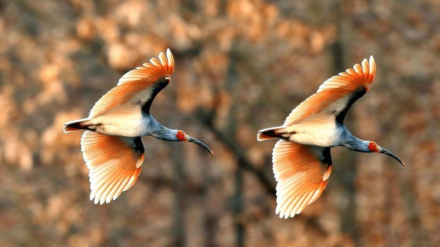 回顾:1980年朱鹮仅剩7只,如今还有多少?