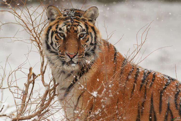 回顾东北虎将从中国消失一只母老虎力挽狂澜