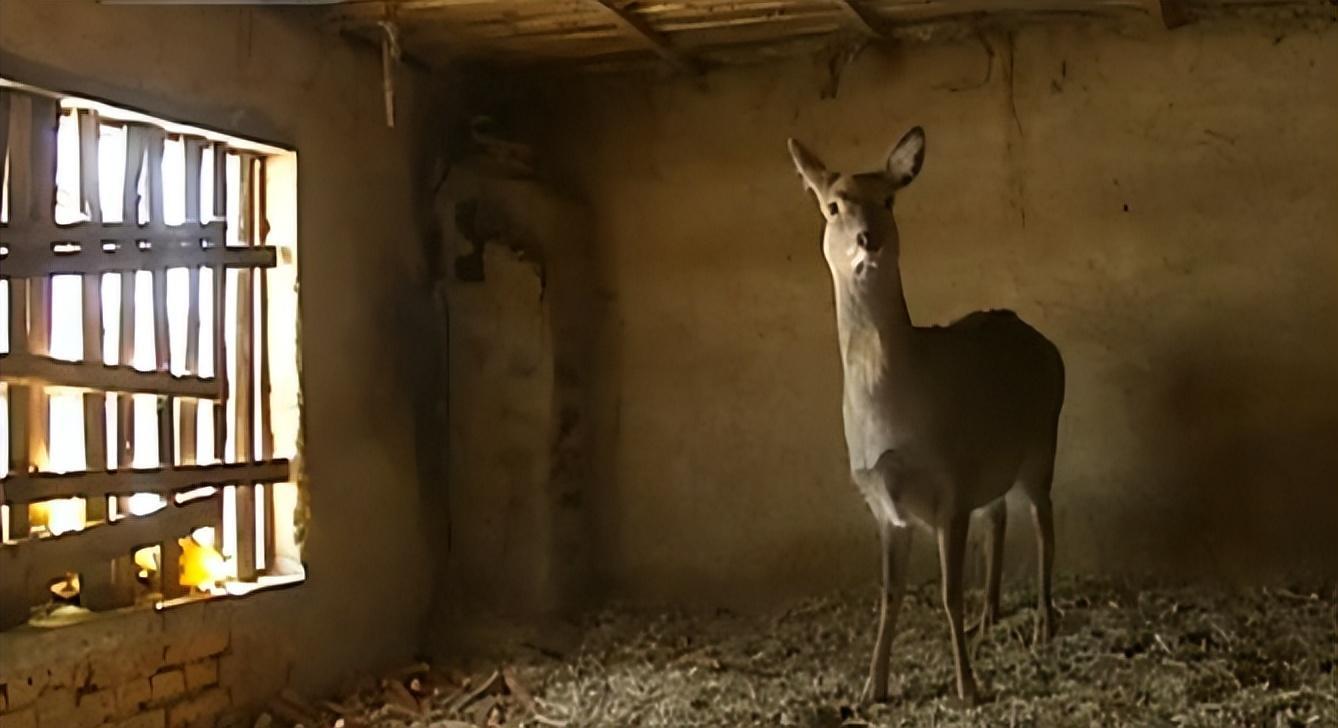 09年吉林男子捡到一只鹿有人出价上万都不肯卖专家太惊奇了
