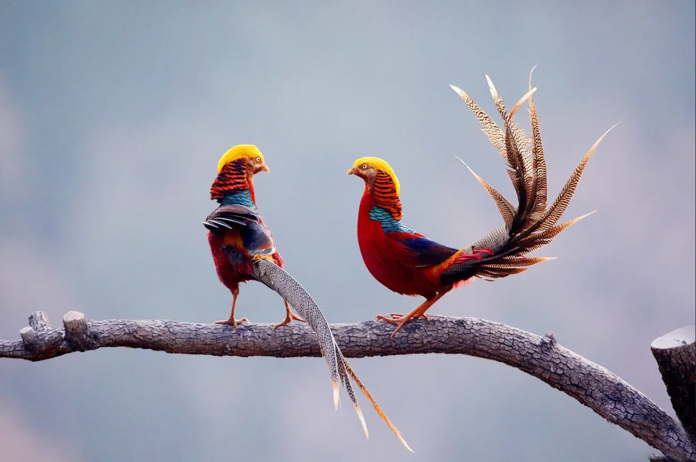 18年山西老人发现2只"凤凰",养4年才知是保护动物,今已超40只