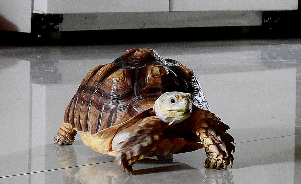 回顾:北京大哥捡到一乌龟,养了7年才知:这哪是乌龟?这是宝贝