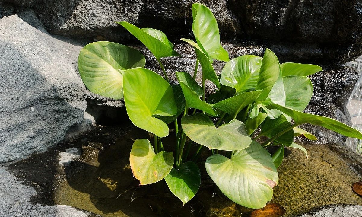 如果你"属虎"可以养一盘"七叶莲",让你赚钱平稳,稳住财气