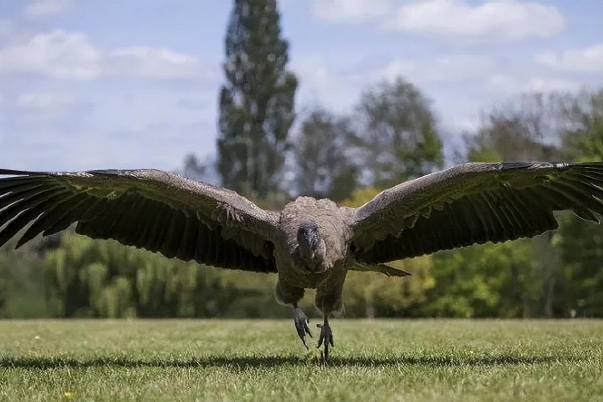 动物 恐龙 1200_800