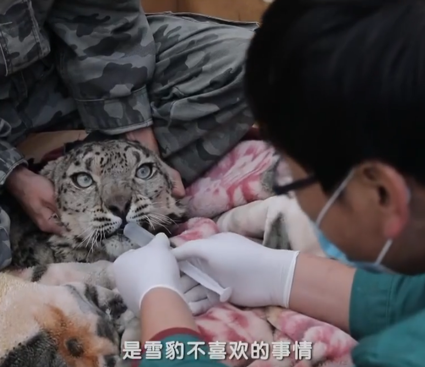 17年青海牧民发现瘫痪雪豹麻醉后送医却中途苏醒差点吓坏众人