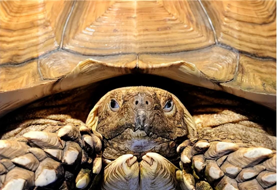 回顾:北京大哥捡到一乌龟,养了7年才知:这哪是乌龟?这是宝贝