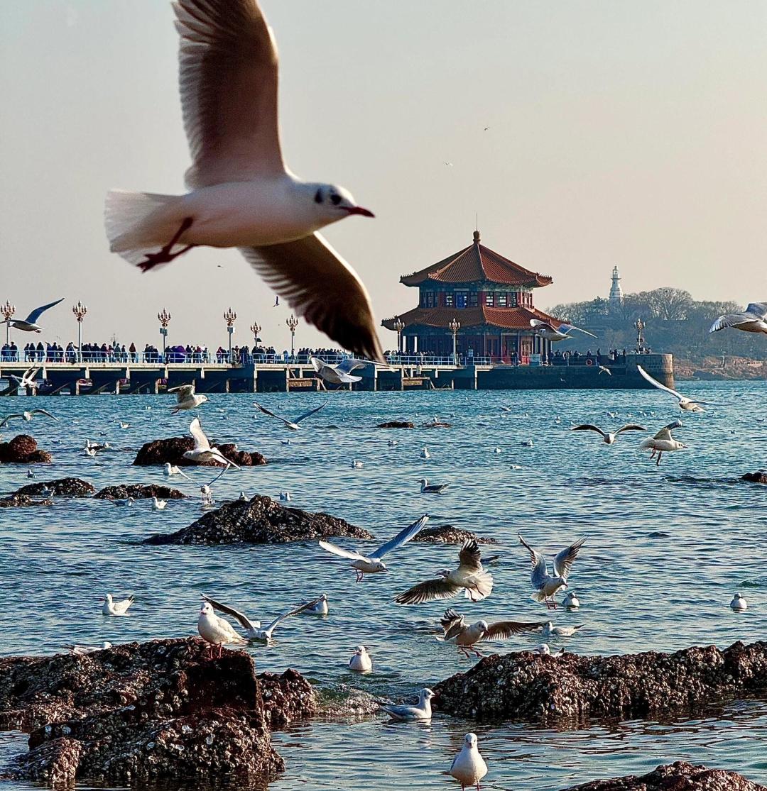 家人们刚从山东青岛回来能劝一个是一个