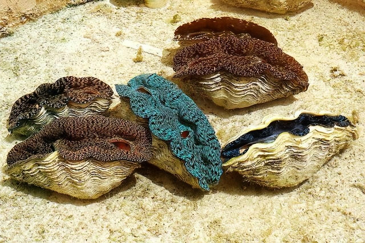 直到2017年,海南才正式划定保护区,全面禁止对砗磲的开采,加工和交易.