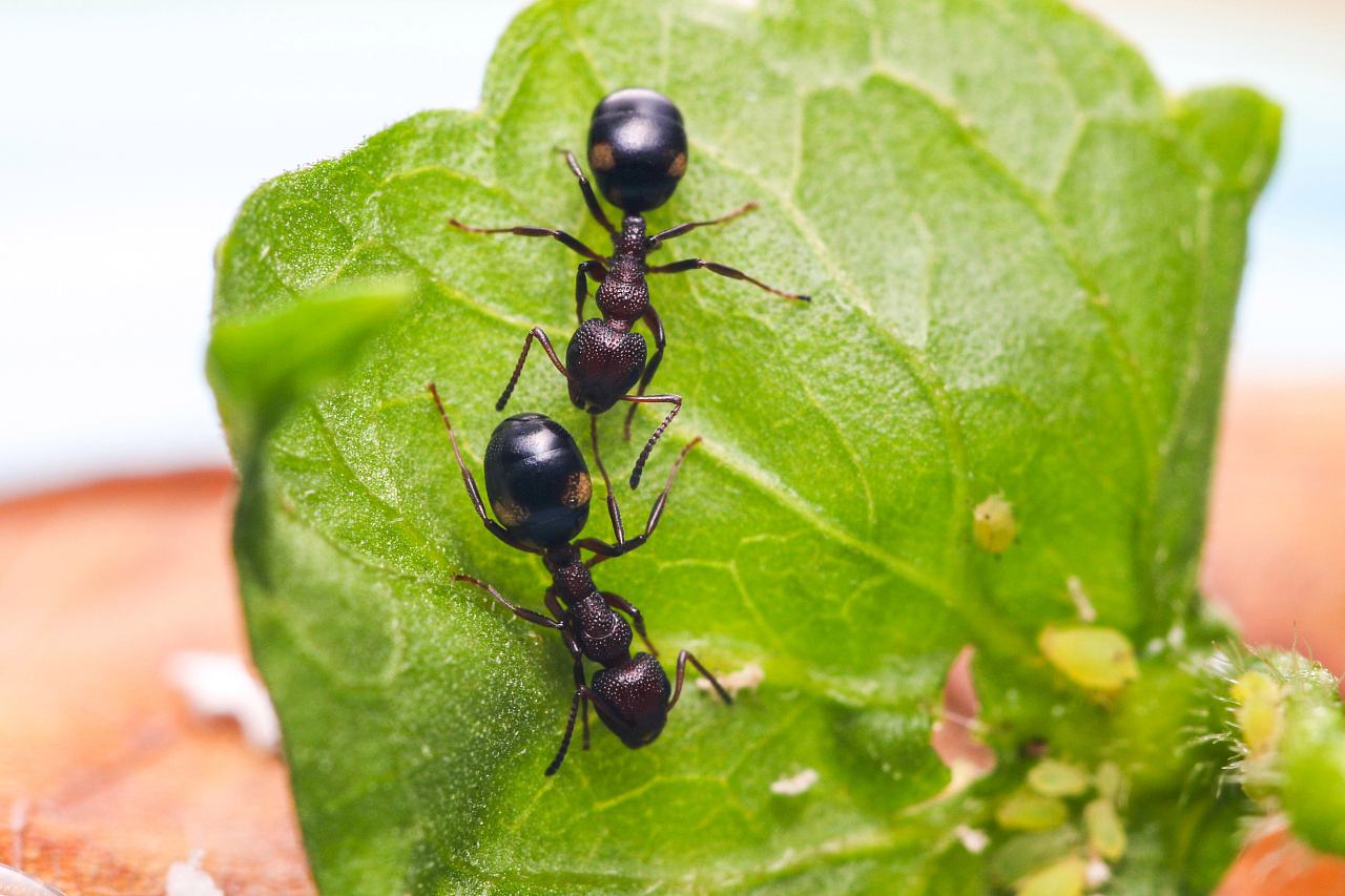 2018年四川老农干活突然中毒专家调查找到类似铜钱的生物
