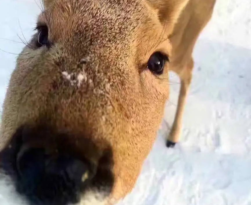 09年吉林男子捡到一只鹿有人出价上万都不肯卖专家太惊奇了