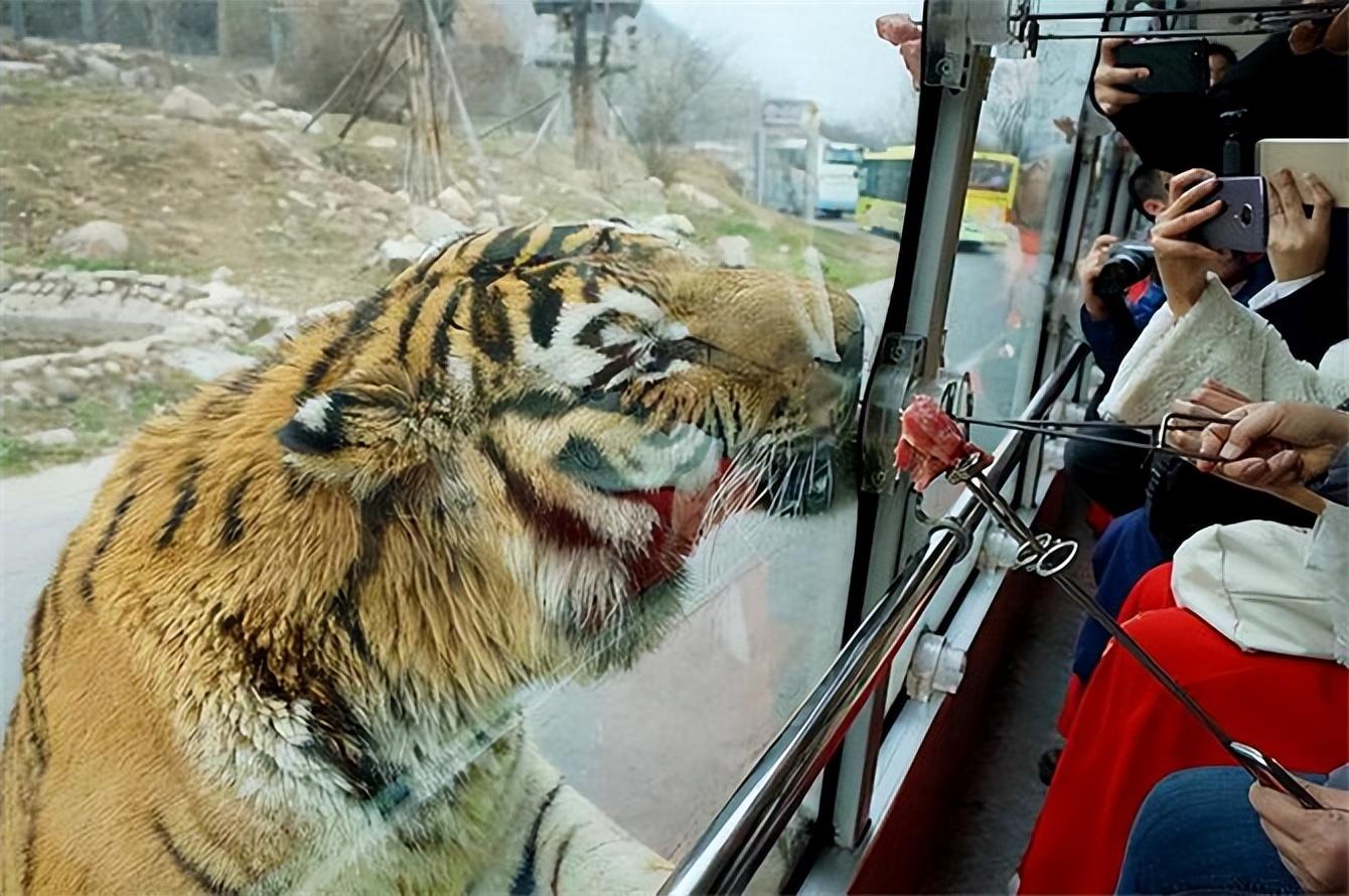 回顾八达岭老虎伤人案:幸存者索赔218万失败,因毁容无工作