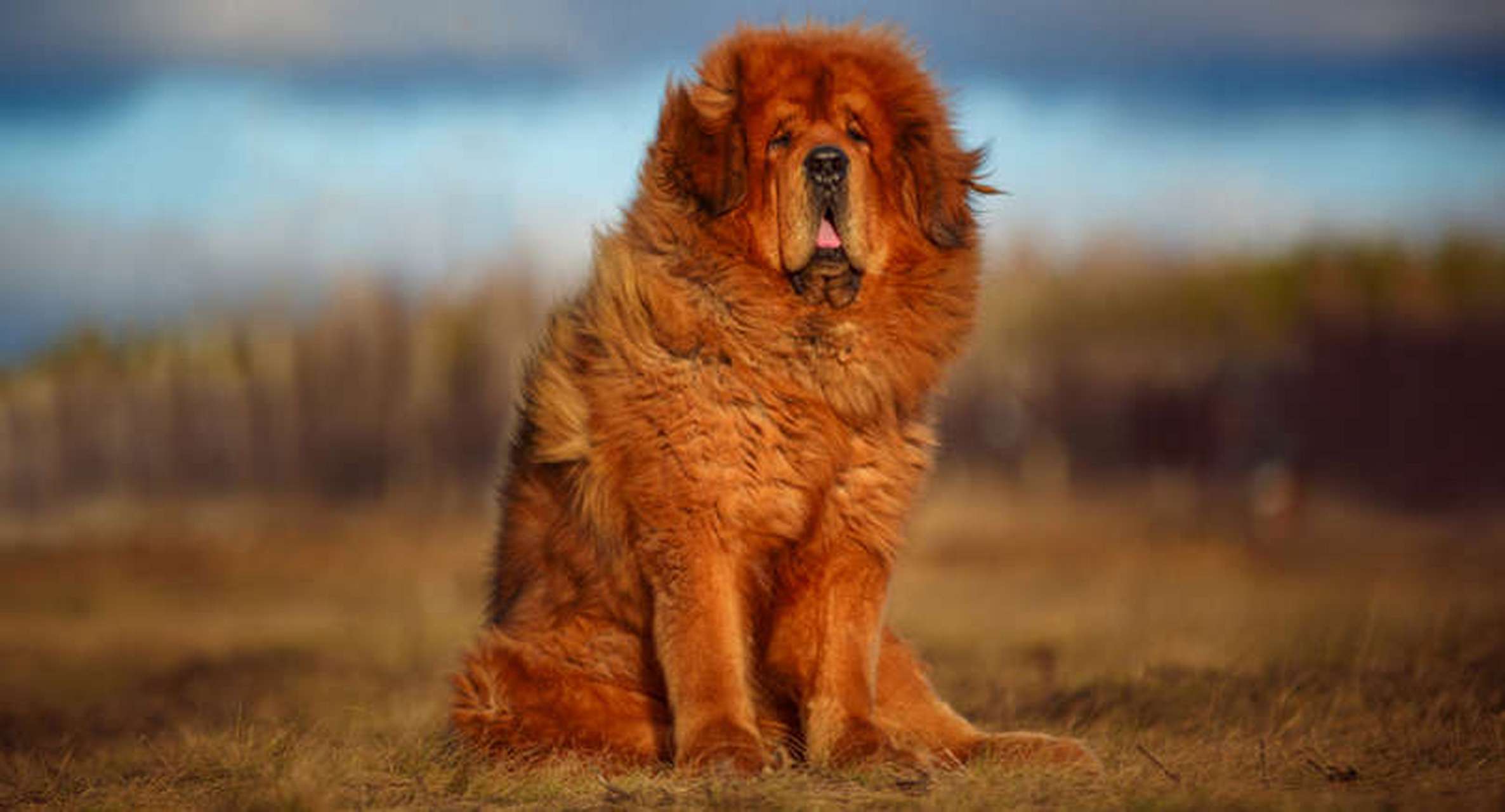 关于狗狗的小知识:世界上最昂贵的犬种 藏獒  藏獒以其惊人的体格和