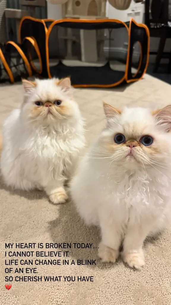 英国超模的5000万别墅失火,烧成了灰烬,好在两只猫安然无恙