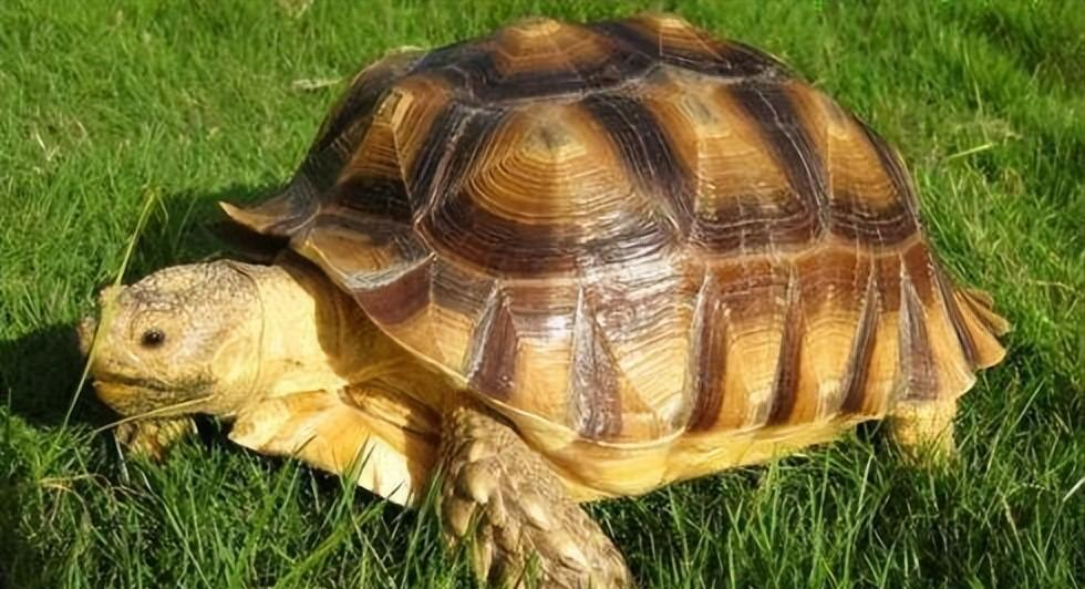 回顾:北京大哥捡到一乌龟,养了7年才知:这哪是乌龟?这是宝贝