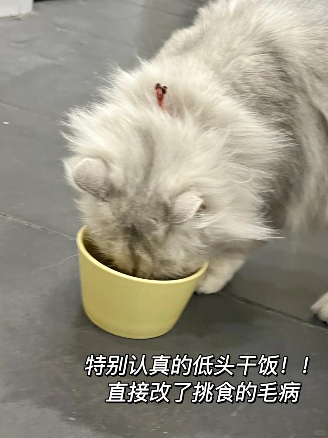 猫咪眼睑肿胀,外翻,是何原因?如何妥善处理?