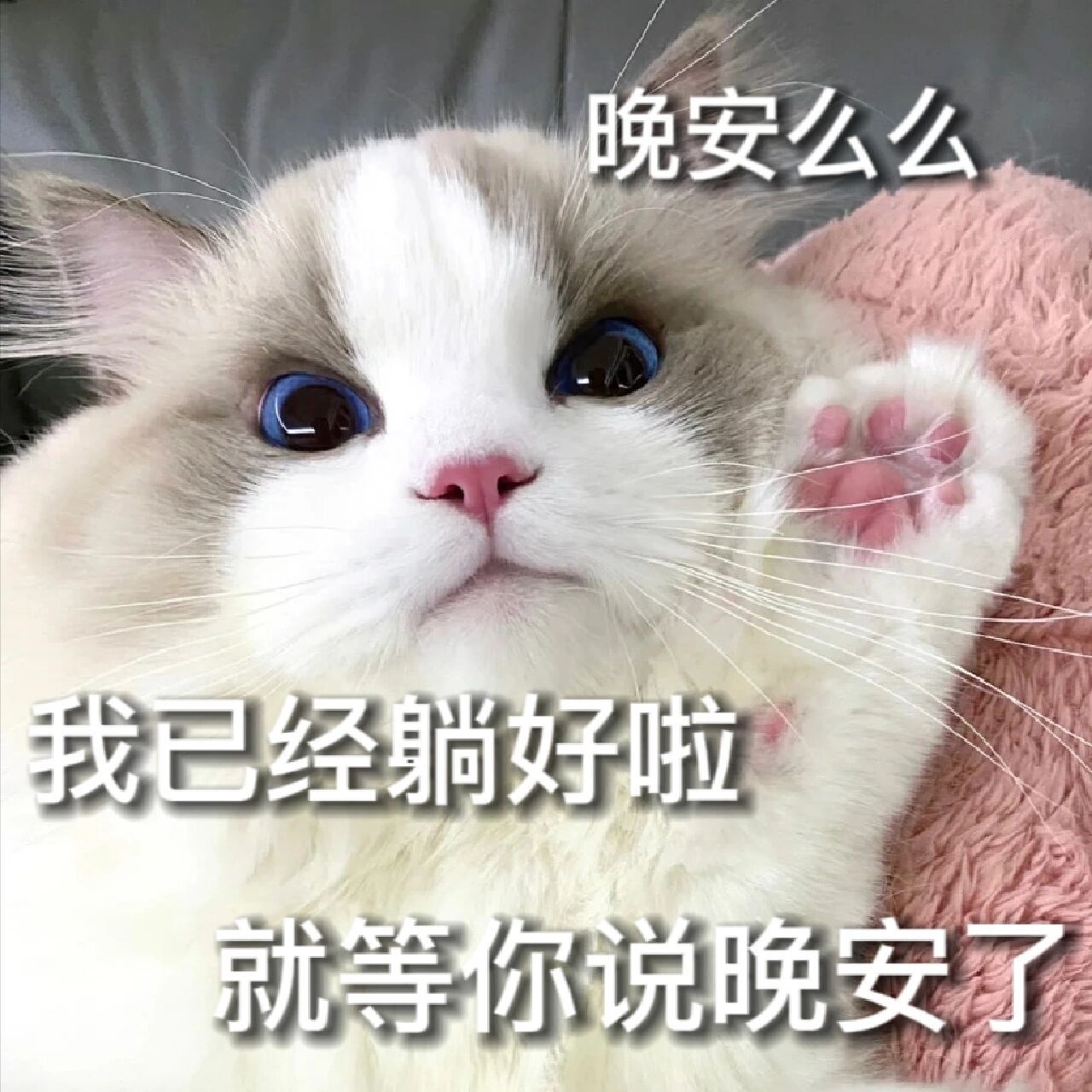 猫咪一生