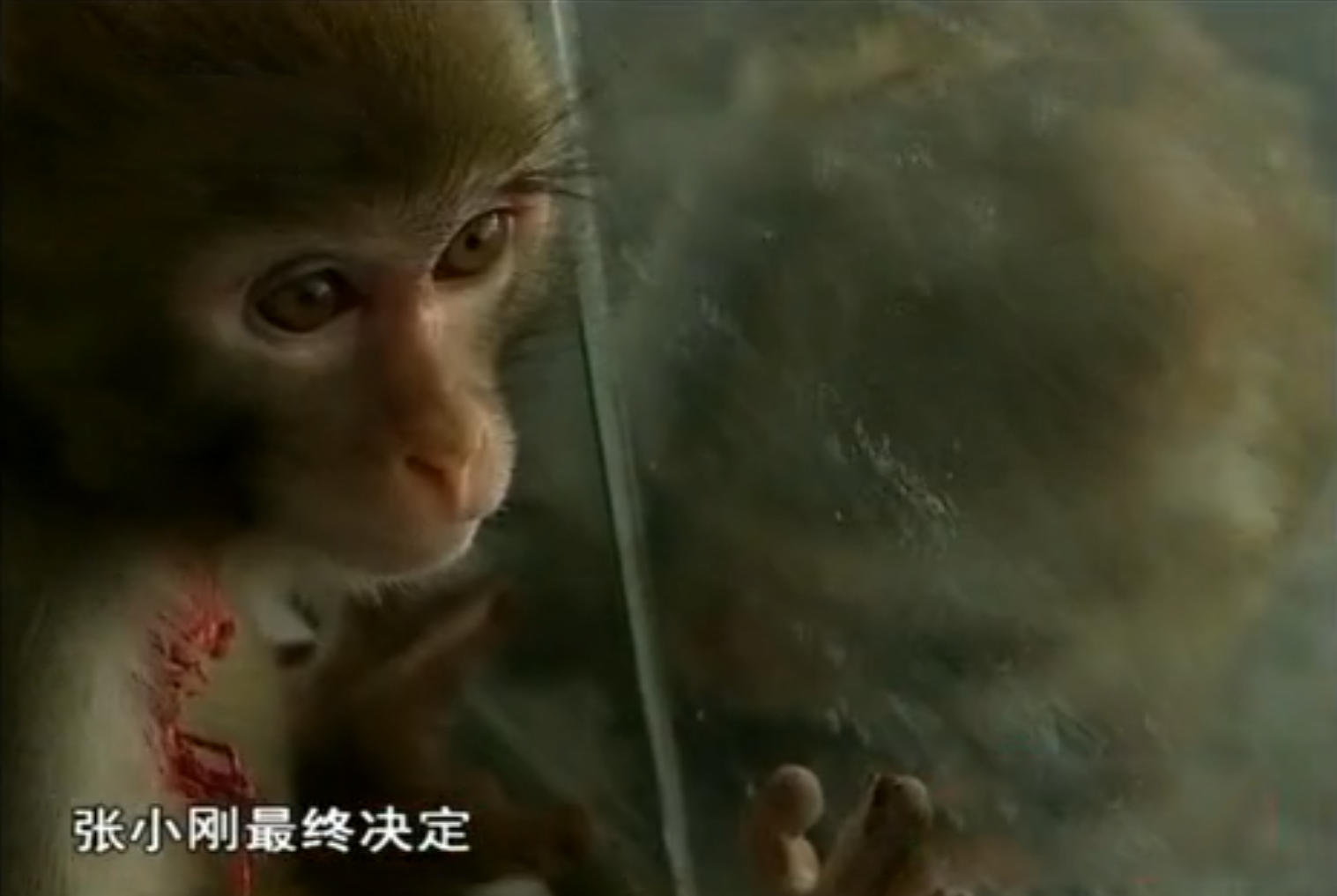 2009年野生猕猴认恩人做爸爸四次被放生四次找回家报恩