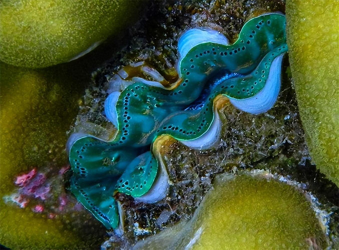 回顾砗磲在我国已被列为重点保护动物在日本却被端上餐桌