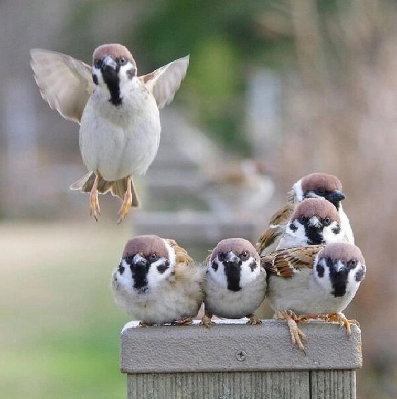 今天我要和你们分享一种非常有趣的动物——树麻雀92.