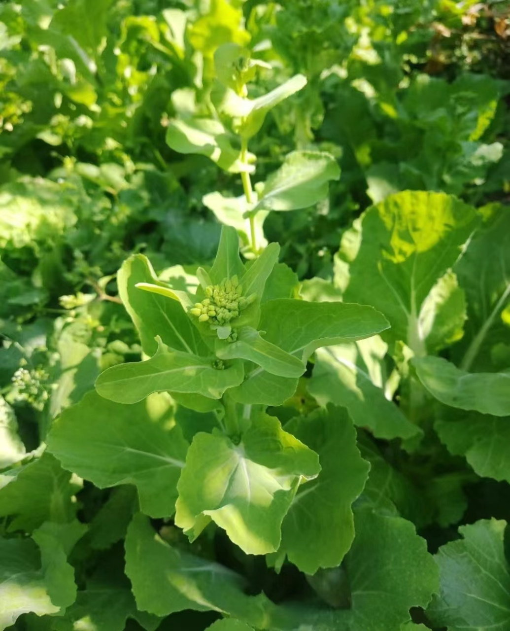 苔菜长什么样子图片02  春日95限定之菜苔02