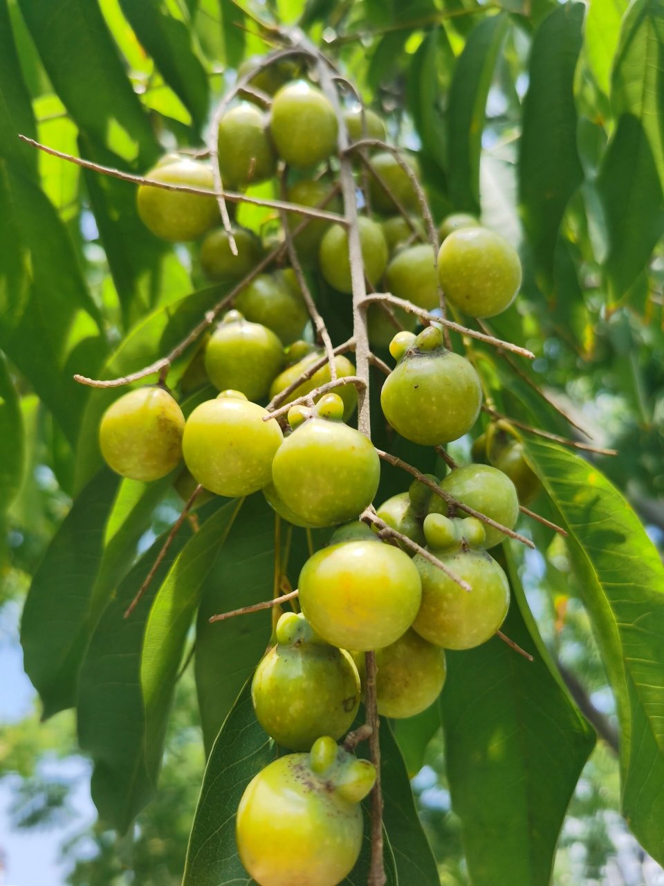 美容养颜:菩提子富含维生素,能滋养肌肤,防皮肤干